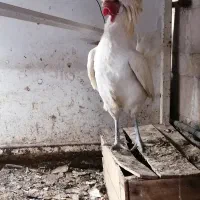 مرغ خروس