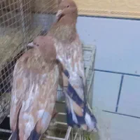 کبوتر جفت کله ای