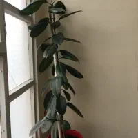 گل لیندا|گل و گیاه طبیعی|تهران, نارمک|دیوار