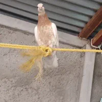 6 عدد کبوتر طوق و دوری