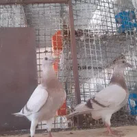 کبوتر جوجه پیازی