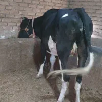 گاو تلیسه گوشتی  چاق سه شیره گوساله پیچیده بهش