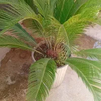 گل سیکاس|گل و گیاه طبیعی|قائم‌شهر, |دیوار