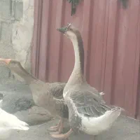 قو غاز نر