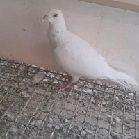 کبوتر|پرنده|خرمشهر, |دیوار