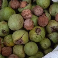 گردو تازه