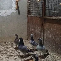 کبوتر جوانه و بالغ یکجا