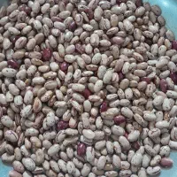 لوبیا چیتی محلی برای باغ خودمون