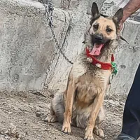 سگ مالینویز نر و ماده