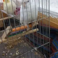 ماده سرحال سفید خالص(آلبینو) به شرط