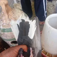 پرنده|پرنده|فورگ, |دیوار