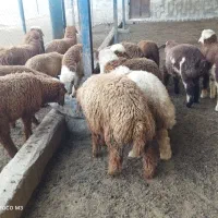بره|حیوانات مزرعه|آبپخش, |دیوار