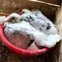 جوجه کبوتر رایگان