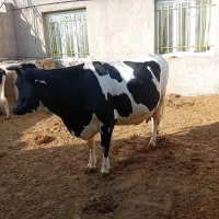 فروش گاو شیری