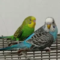 انواع مرغ عشق جوجه ، جفت ، بالغ ، دستی