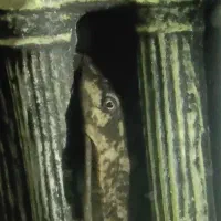 معاوضه با پرنده