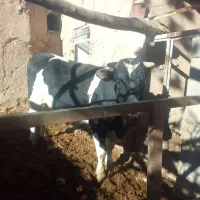 فروش گوساله در کوهبنان