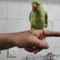 طوطی ملنگو.