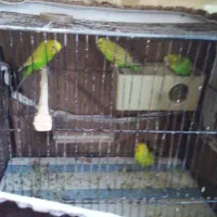 مرغ عشق