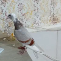 کبوتر