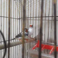 جفت فنچ زبراباقفس