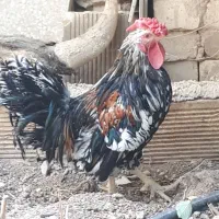 خروس گلین جوان