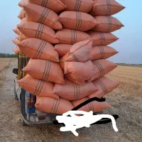کاه گندم