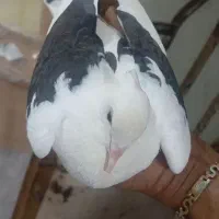کفتر گره زات بالا
