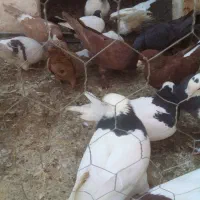 پرنده|پرنده|تربت‌حیدریه, کلاته توکلی|دیوار