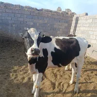 تلیسه‌