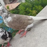یک جفت کفتر