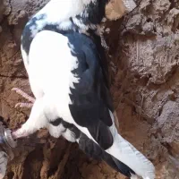 کفتر کنسول بازی