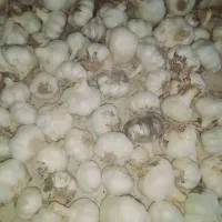 سیر دانه درشت فروشی