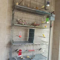 قناری .عروس هلندی .فنج .مرغ عشق .گرینچیک