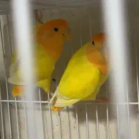 عروس هلندی. قناری مرغ مینا طوطی ملنگو  گریجیک