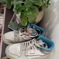 کفش سایز 41 ، 43