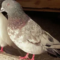 کبوتر|پرنده|اصفهان, شفق|دیوار