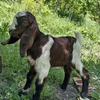 بزغاله شیری نر پاکستانی یک ماهه