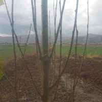 تراکتور ۲۸۵