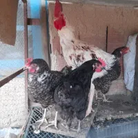 معاوضه  ۳ تا مرغ تخم گذار یا ۲ تا خروس
