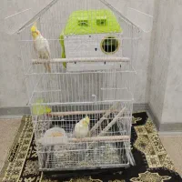 عروس هلندی