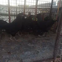 تاغچه مرغ سیاه و خروس سیاه