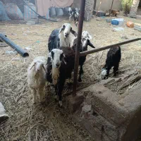 گوسفند عوسی