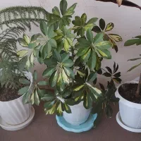 فروش گل پنجه پری‌وپایه‌تلوزیون‌دیواری‌سالم