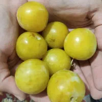 آلو شابلون و آلو طلایی و توت خشک