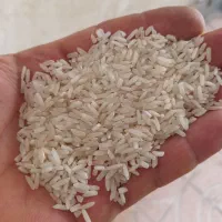برنج طارم محلی