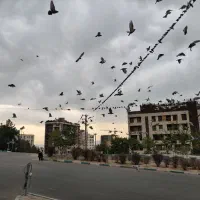 فروش خط کد چهار