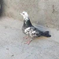 کفتر دورگ.