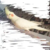 عروس هلندی