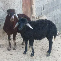 دو عدد بره قوچ